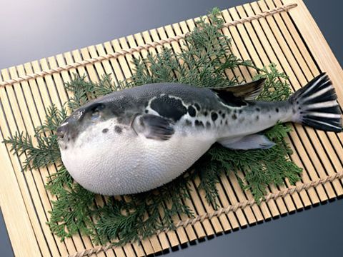 fugu_zps9628a2db.jpg