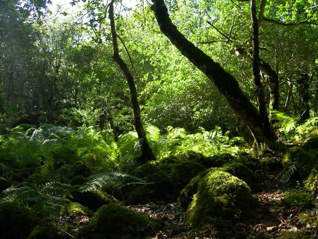 0660-ireland-killarney-forest.jpg