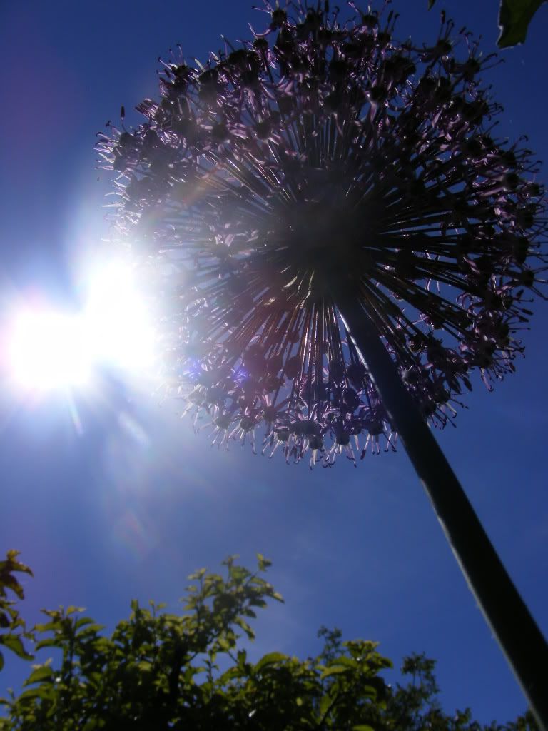 sun Pictures, Images and Photos