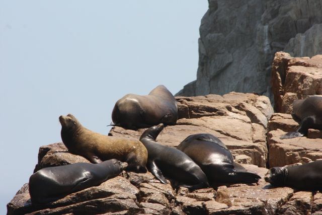 Escapada a Los Cabos BCS, Mexico... - Blogs de Mexico - Escapada a Los Cabos BCS , Mexico... (27)