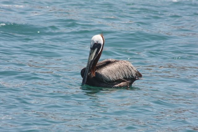 Escapada a Los Cabos BCS, Mexico... - Blogs de Mexico - Escapada a Los Cabos BCS , Mexico... (38)