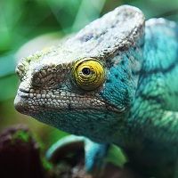 Chameleon-Ritratto.jpg