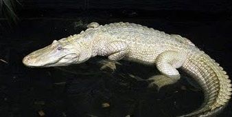 white-crocodile-003.jpg