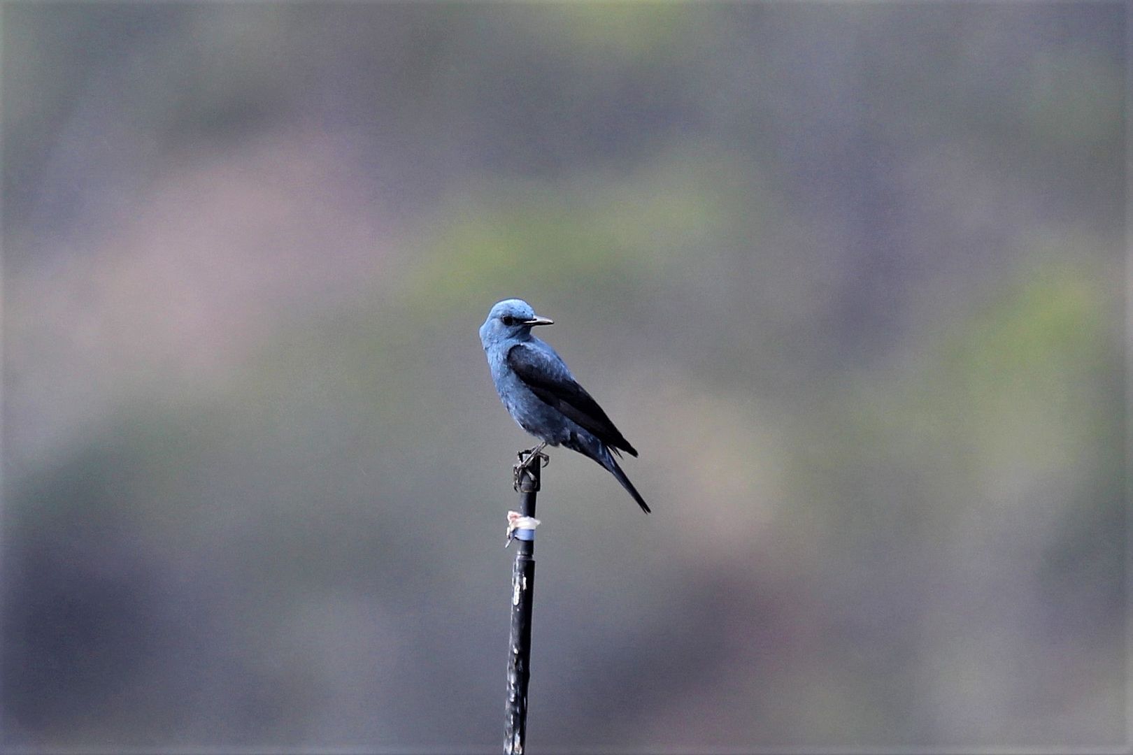 Rock thrush