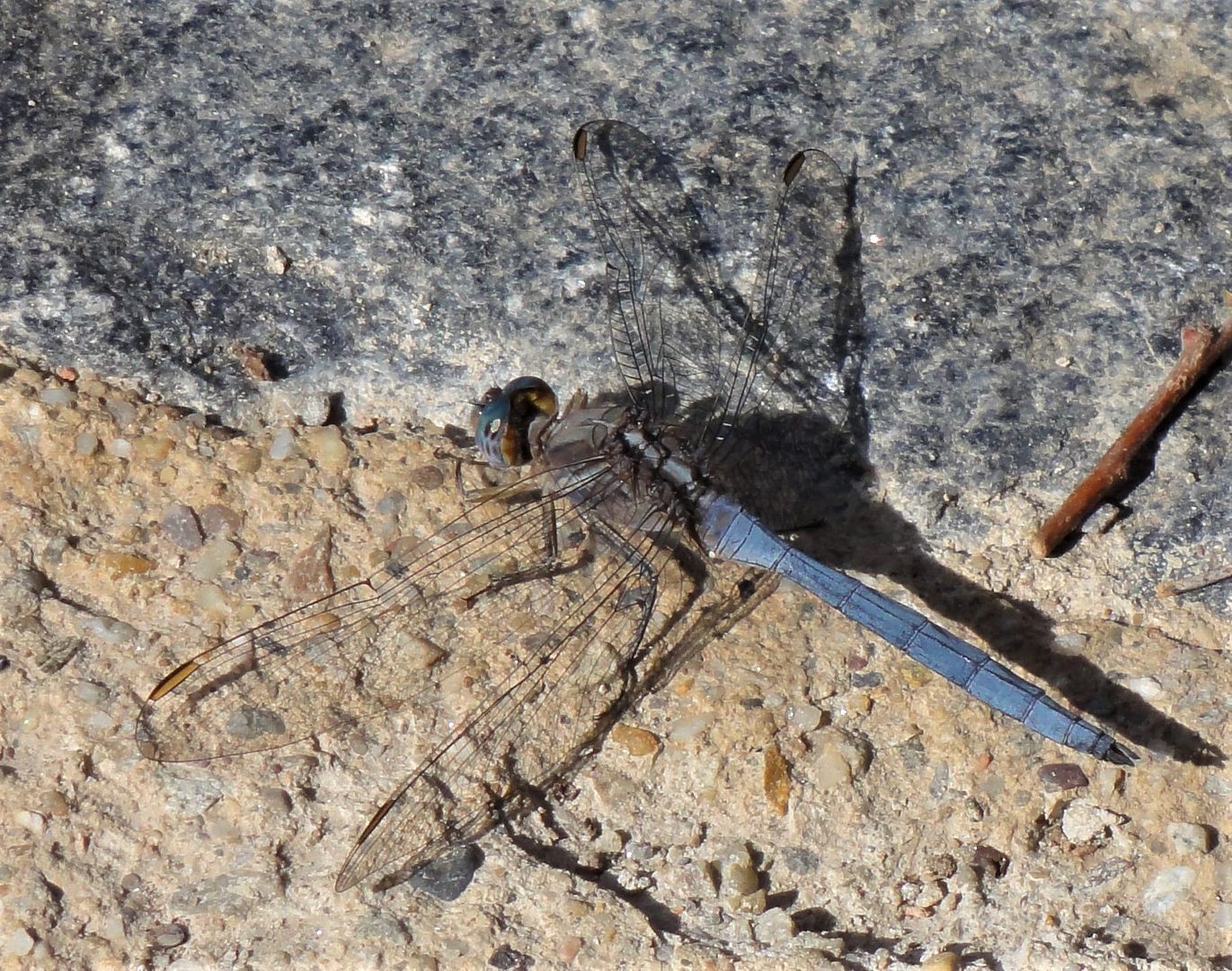 Blue dragonfly