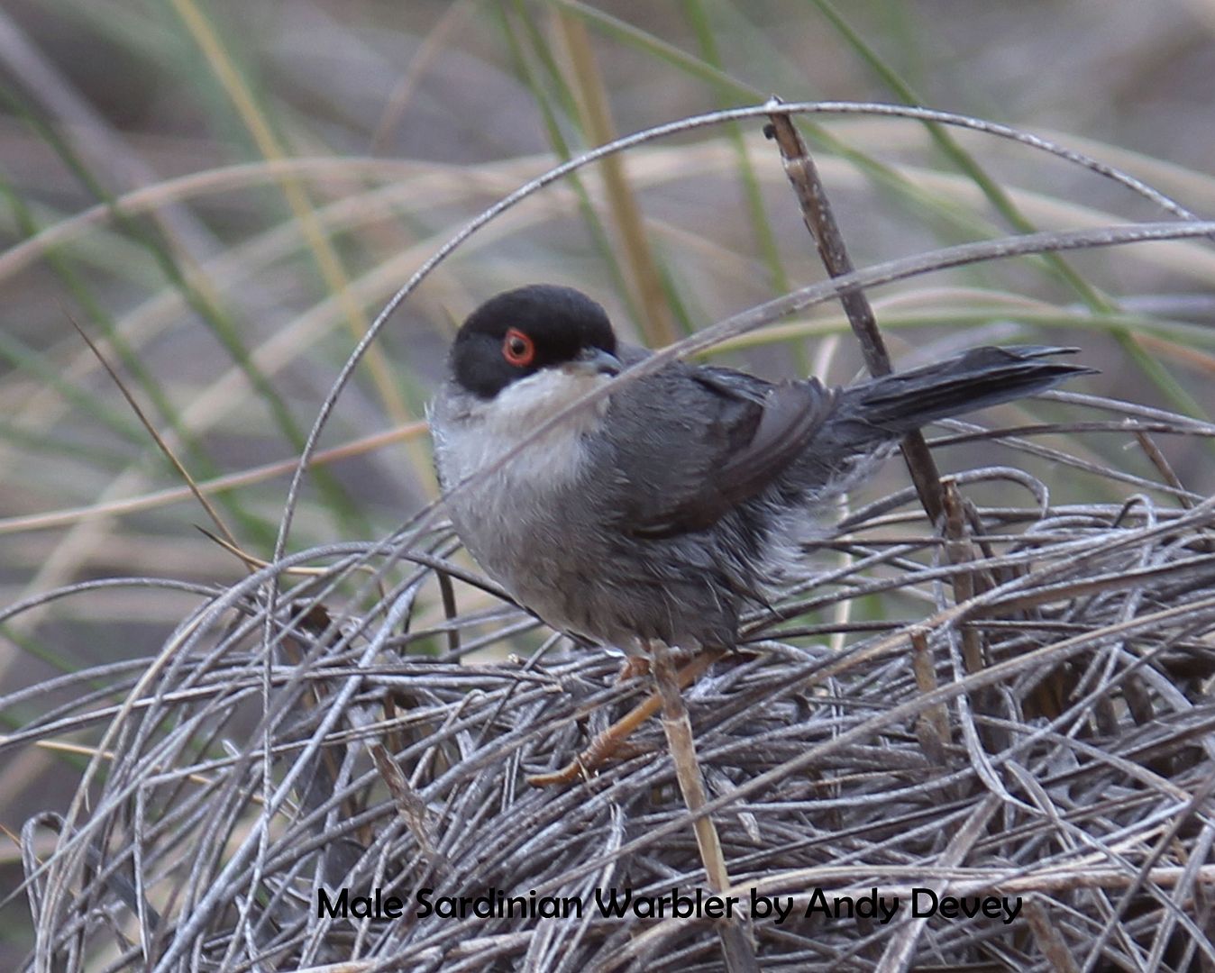 Male Sardinian Warbler