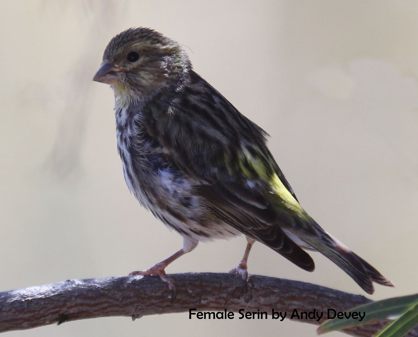 Female Serin