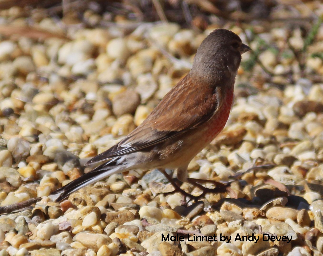 Linnet