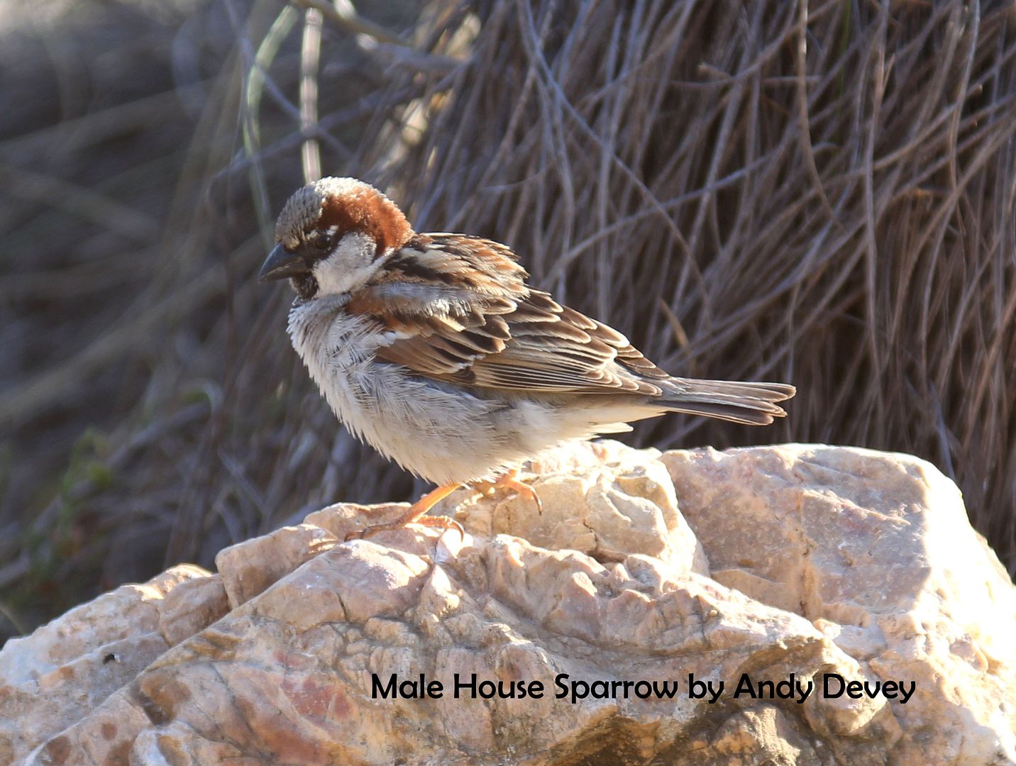 Male sparrow