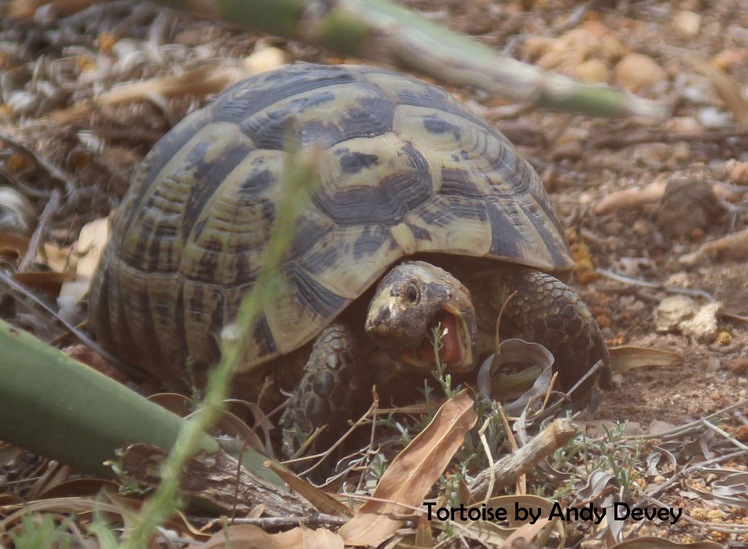 Tortoise