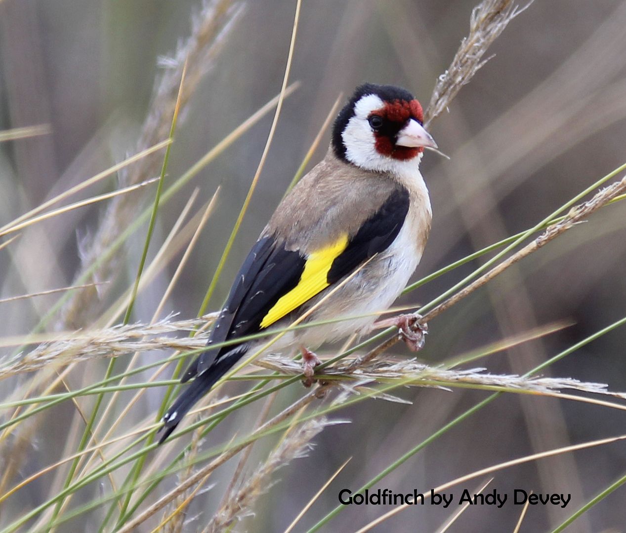 Goldfinch