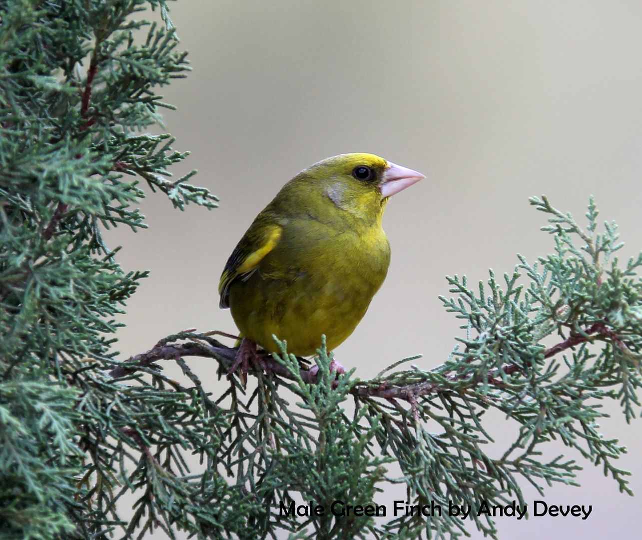 Green finch