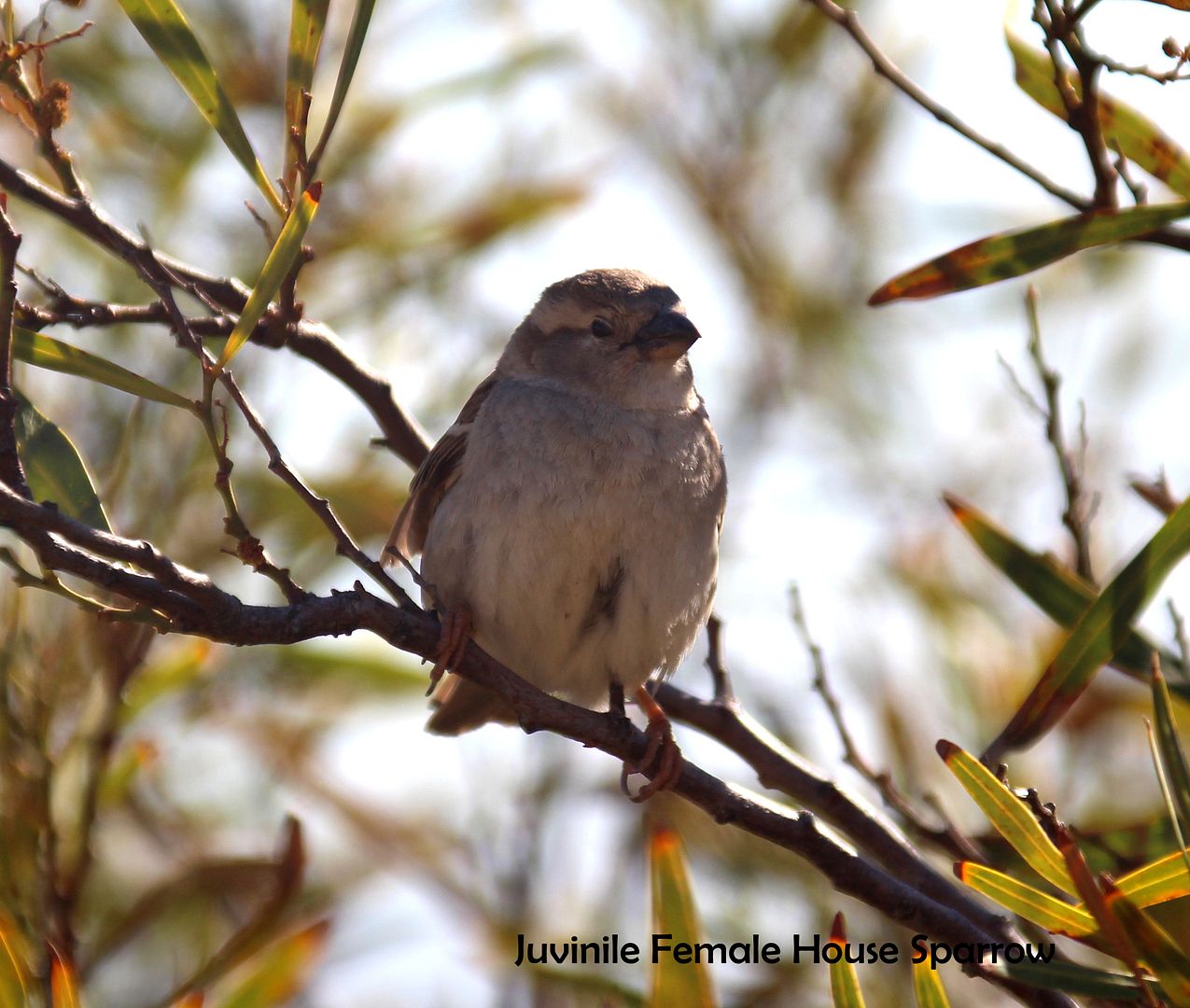 Female sparrow