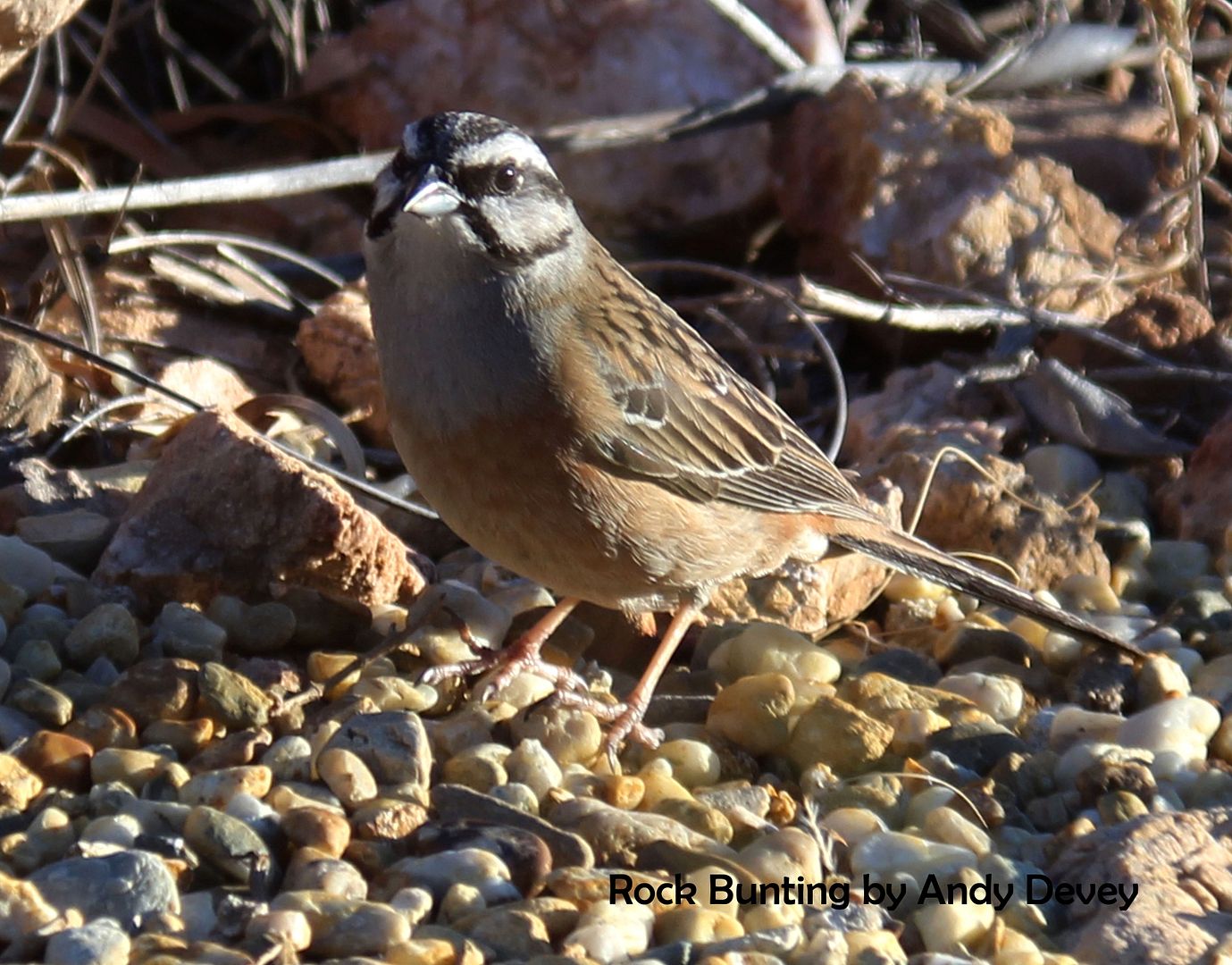 Rock Bunting