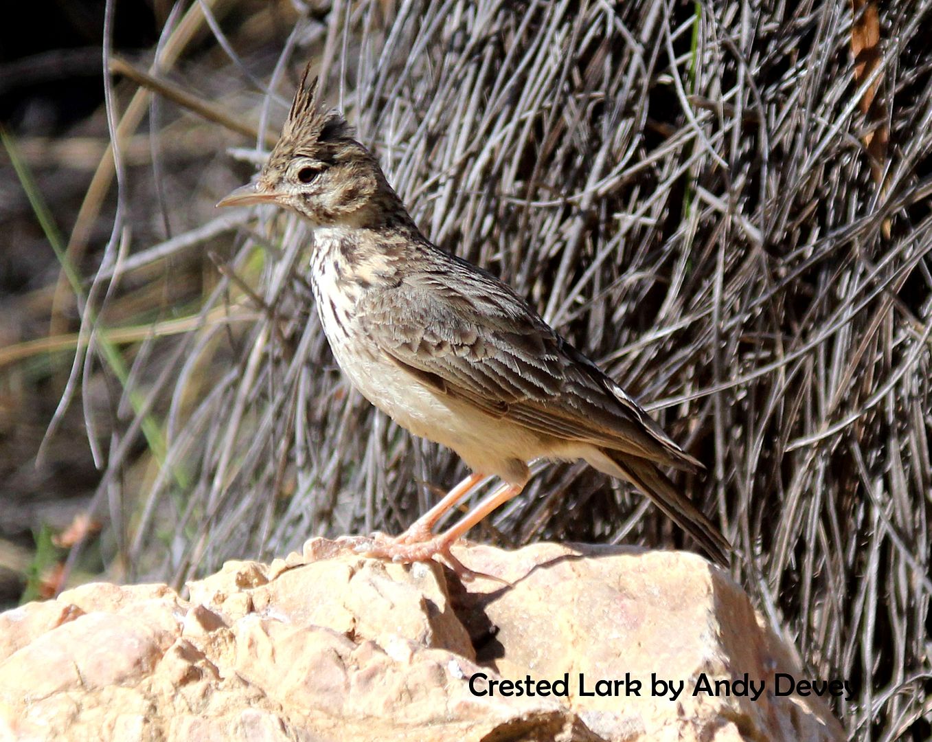 Crested Lark