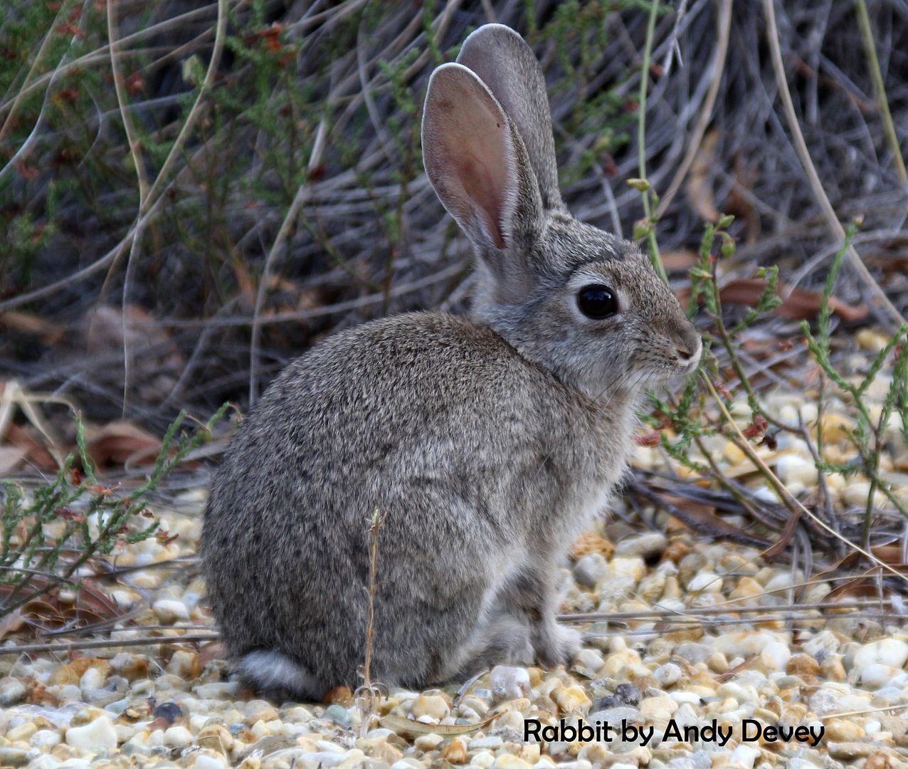 Rabbit