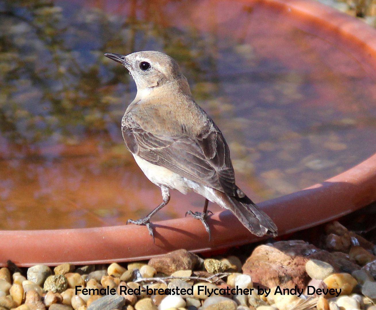 flycatcher female