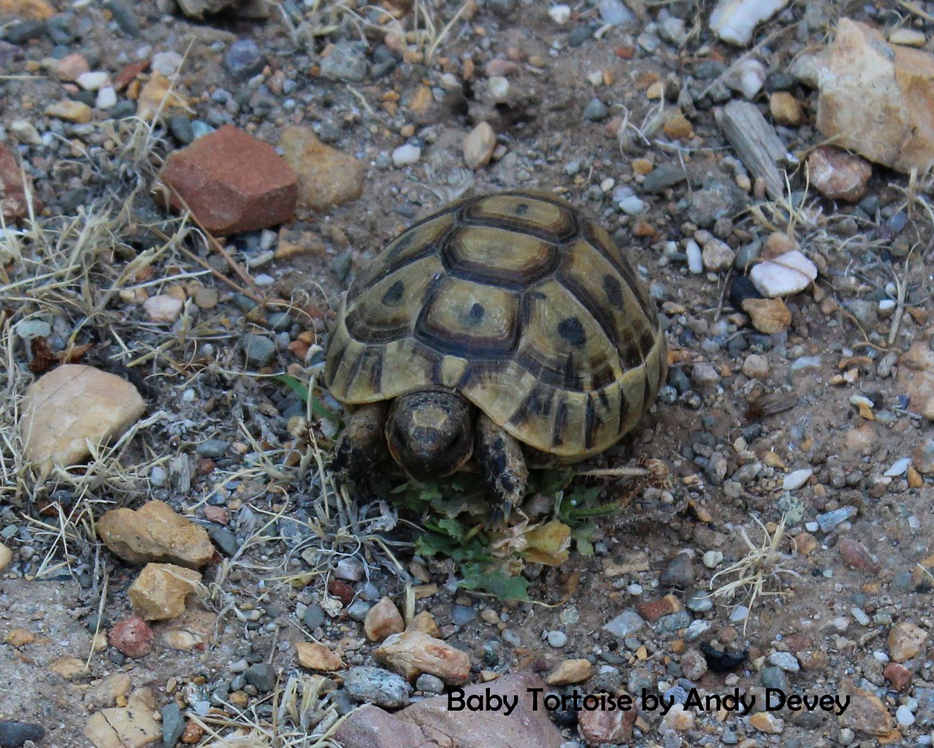 Baby Tortoise