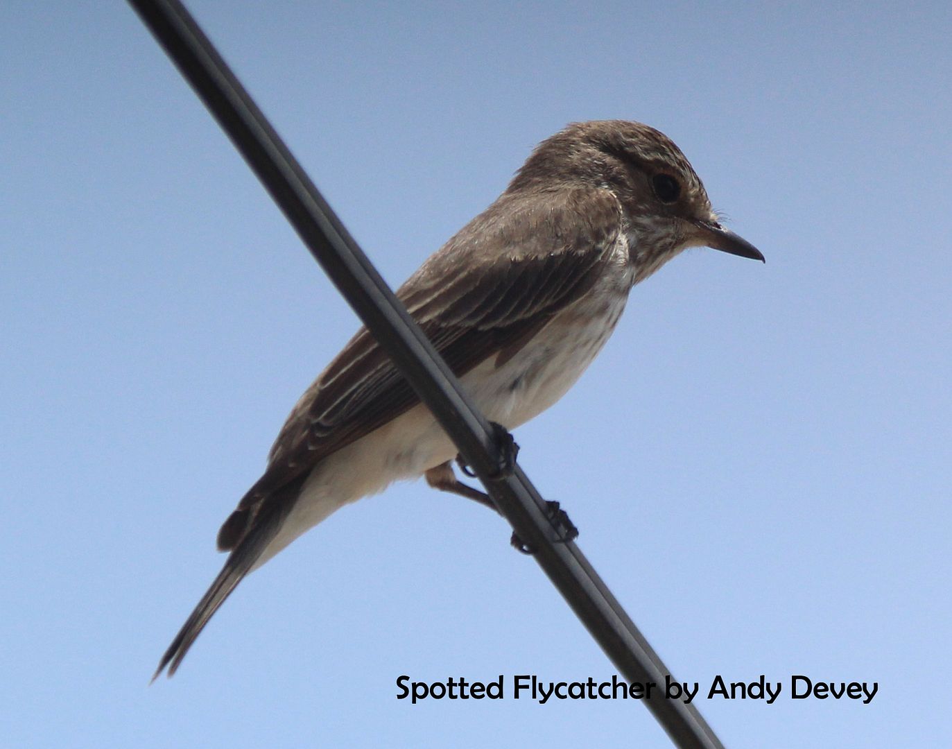 Flycatcher