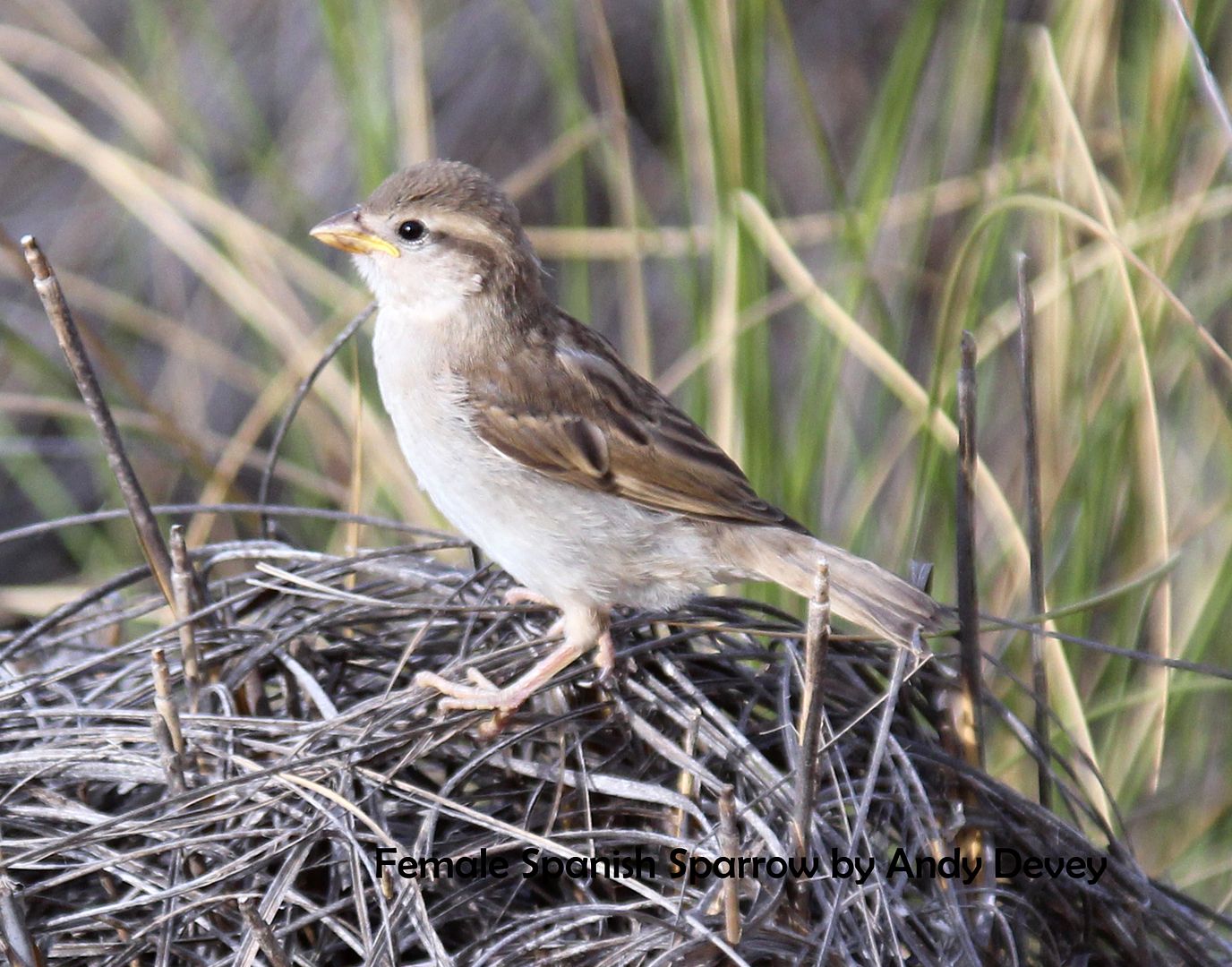 female spanish sparrow