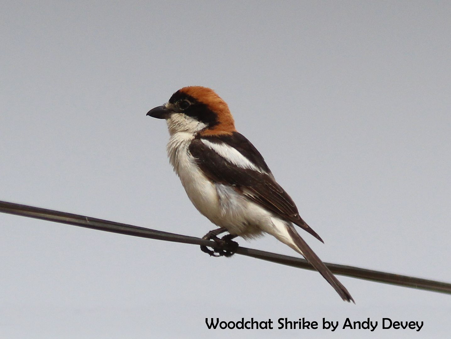 Woodchat Shrike