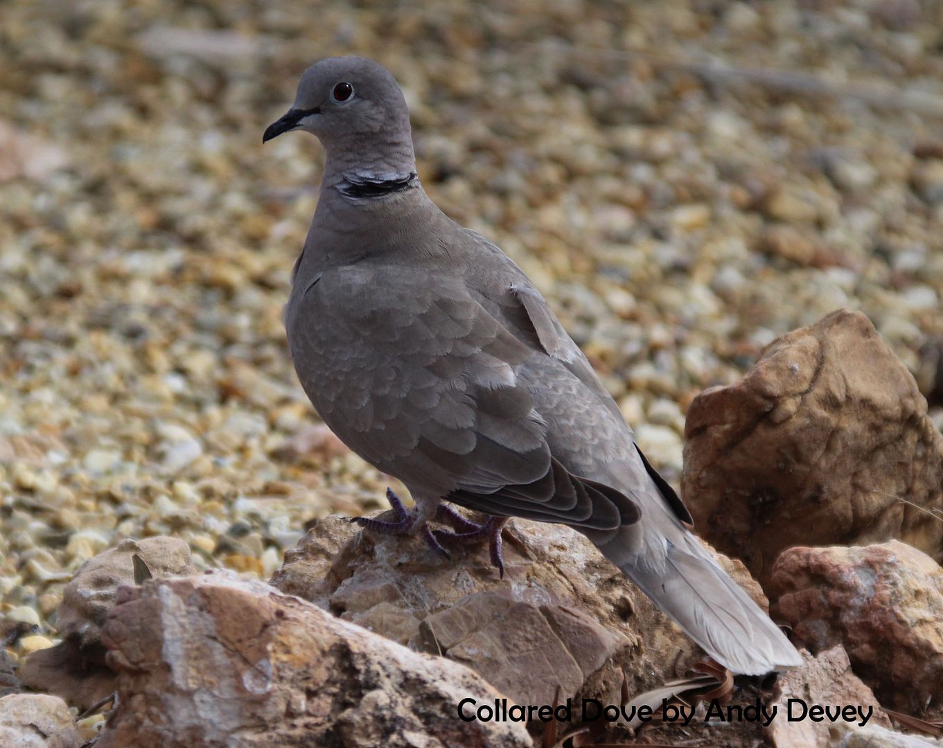 collard dove