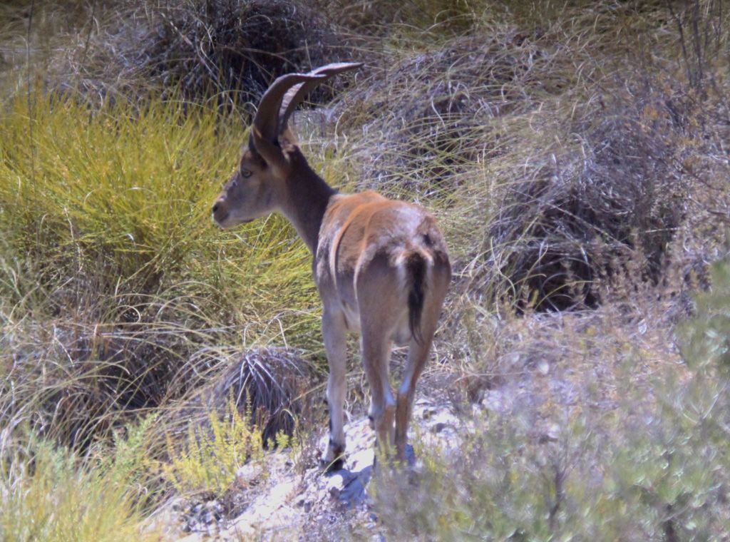 Juvenile Ibex