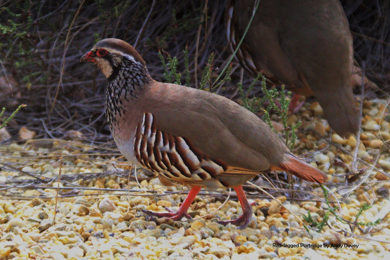 partridge