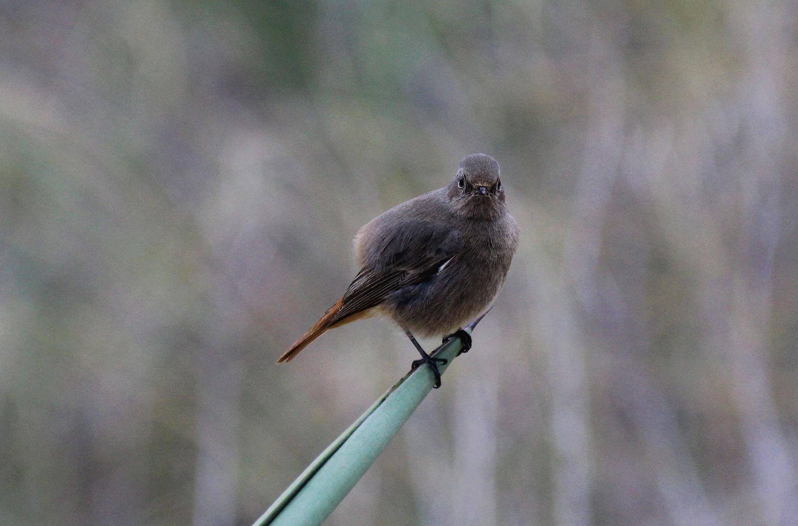 Redstart