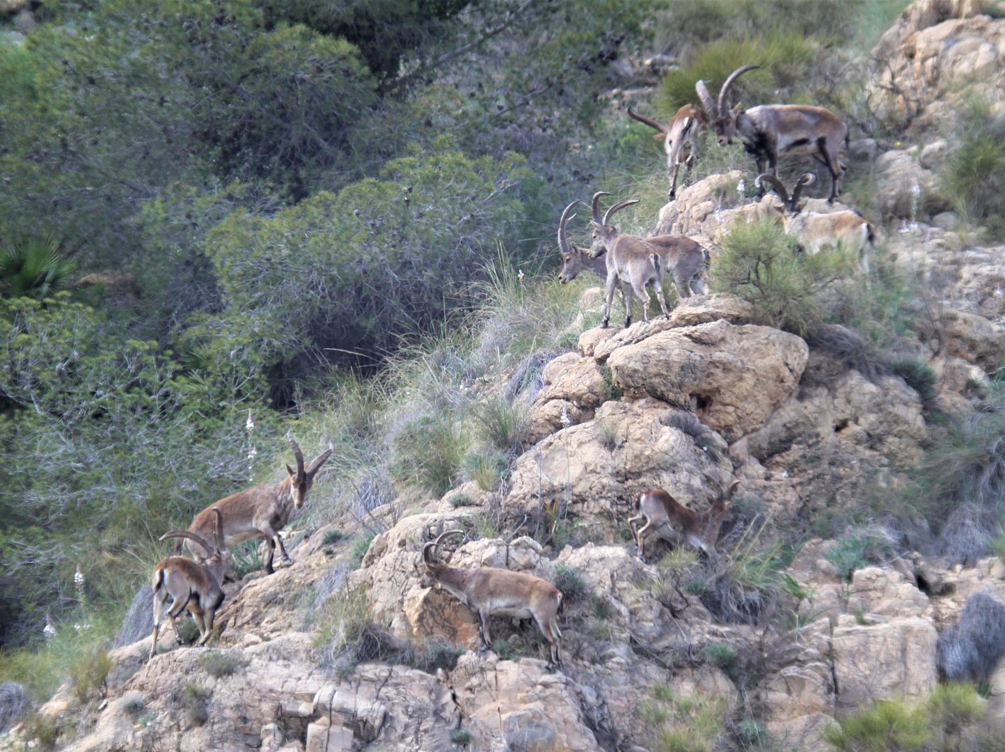 Large group of Ibex