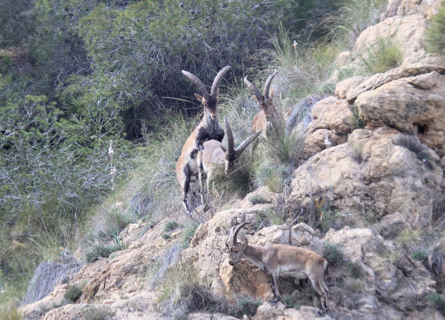 close up Ibex