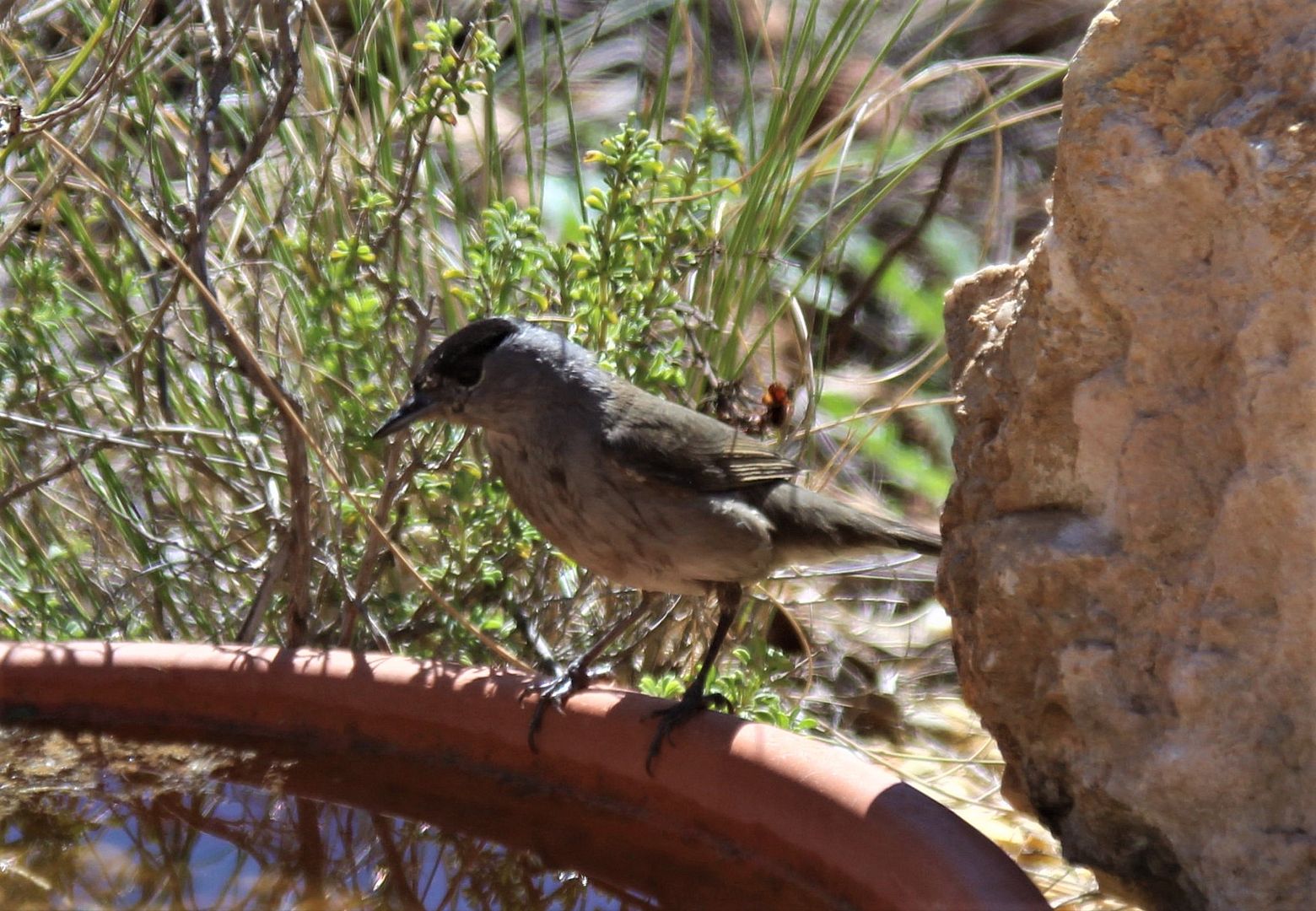 Blackcap