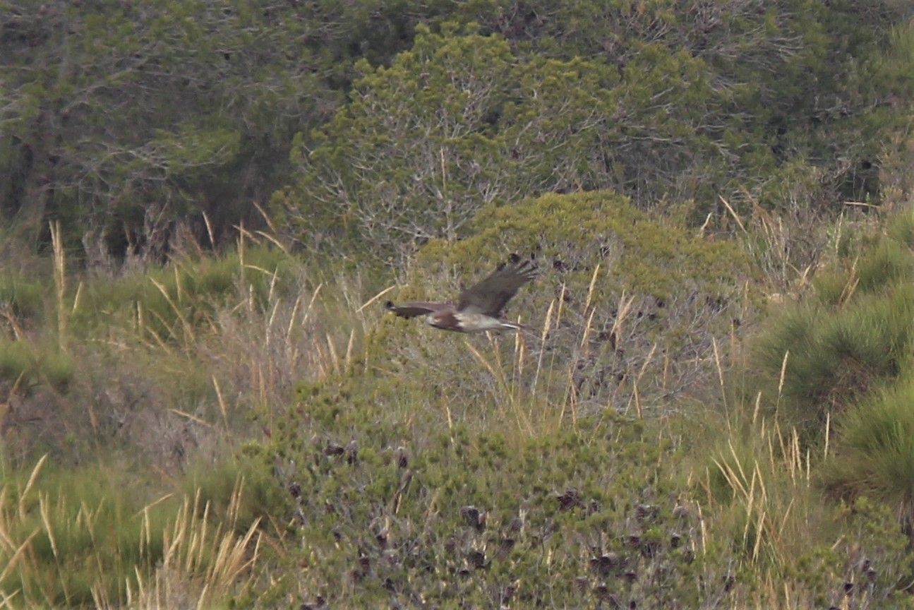 Short toed eagle