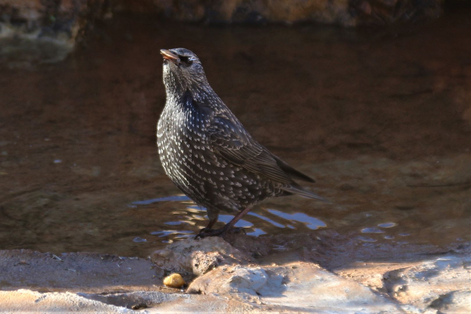 Fresh moulted Starling