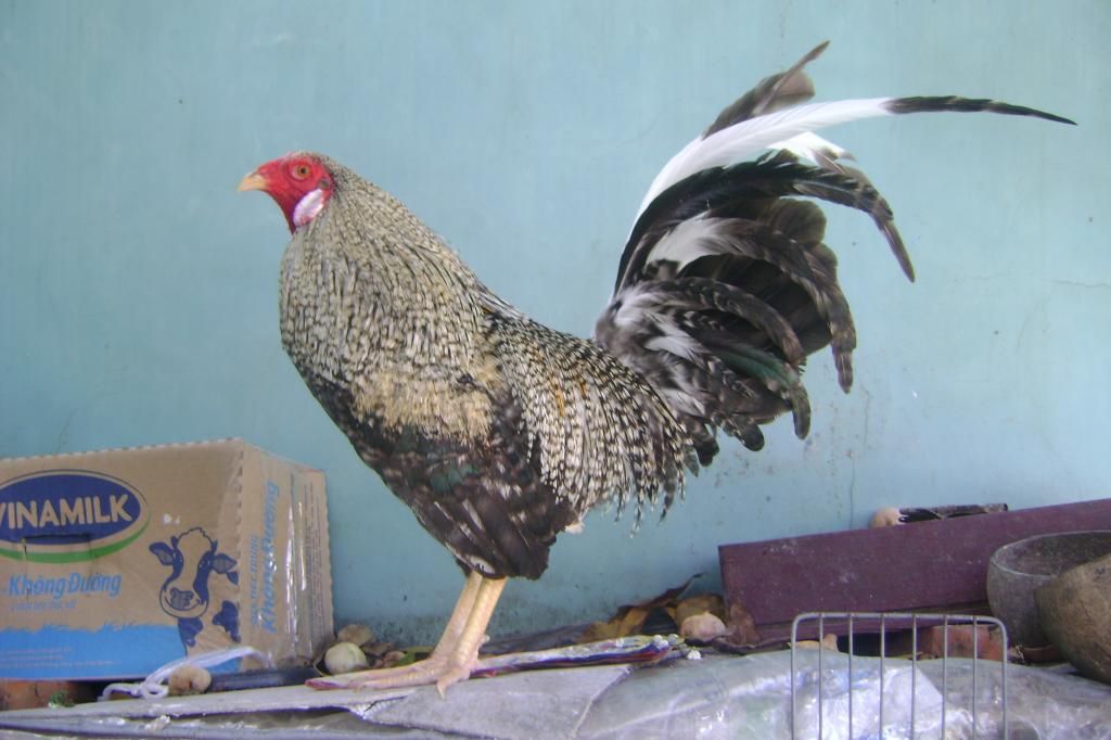 cần thanh lý em tre cú mỹ - 5