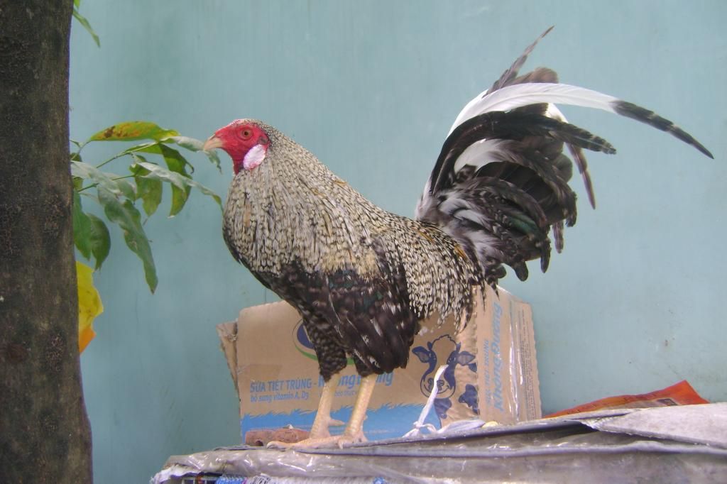 cần thanh lý em tre cú mỹ - 3