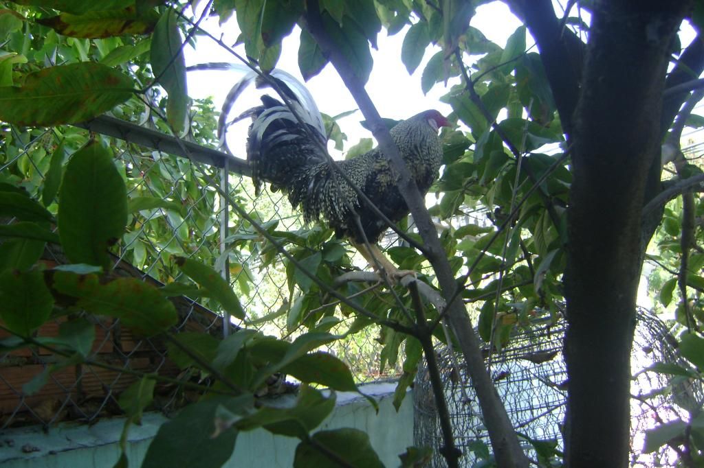 cần thanh lý em tre cú mỹ - 1