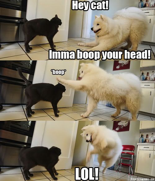 funny-cat-dog-boop-head.jpg