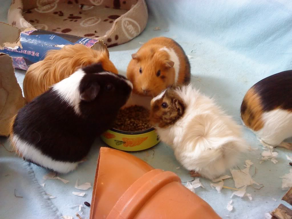 DSC00083.jpg