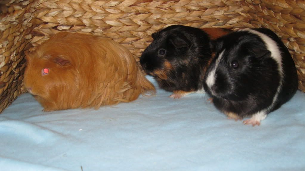 Pigs025.jpg