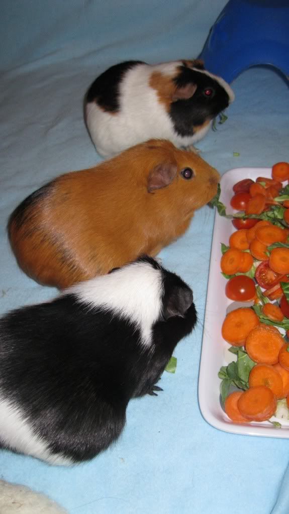 Pigs033.jpg