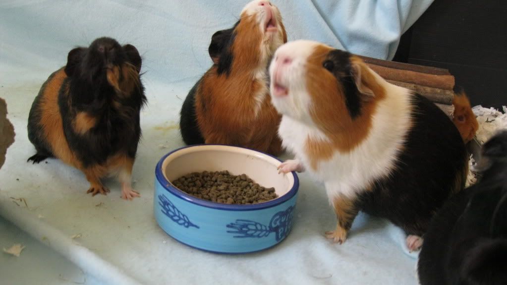 Pigs068.jpg