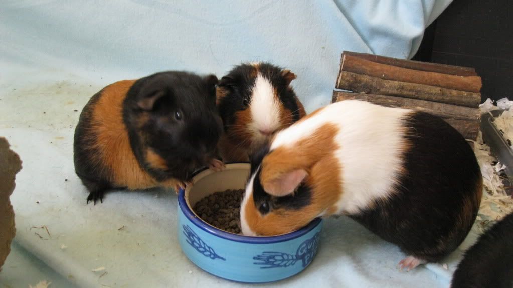 Pigs069.jpg